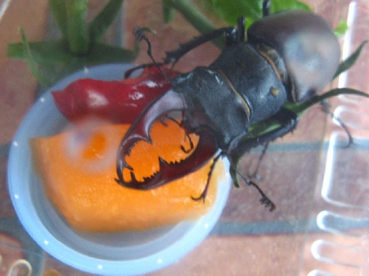 ho trovato un Lucanus Cervus (Cervo Volante) consigli grz